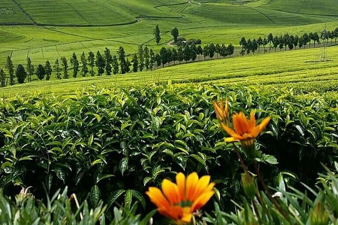 1-Day Lake Kivu Karongi Boat Cruise & Coffee farming with Lunch - Hiking Napoleon Island requires honest preparation