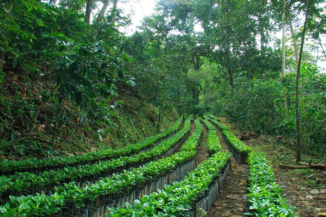 3 Levels of Huatulco the coffee you've been looking for - How much value do you get for $80?