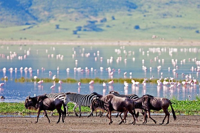 6 Days Serengeti Safari(hiking waterfalls &coffee tour) - Days 2 and 3: More time in the Serengeti