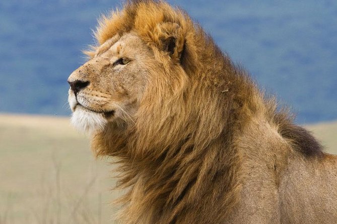 6 Days Serengeti Safari(hiking waterfalls &coffee tour) - Day 4: The Ngorongoro Crater descent