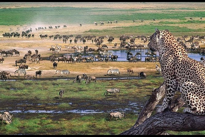 6 Days Serengeti Safari(hiking waterfalls &coffee tour) - Day 5: Lake Manyara’s birds, hippos and tree-climbing lions