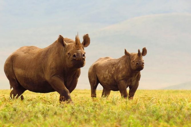 6 Days Serengeti Safari(hiking waterfalls &coffee tour) - Camping, food and comfort