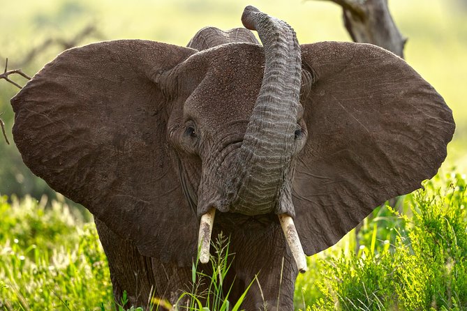 7 Days Tanzania Luxury Safari Experience & Coffee Walking Tour - Key points to know before booking
