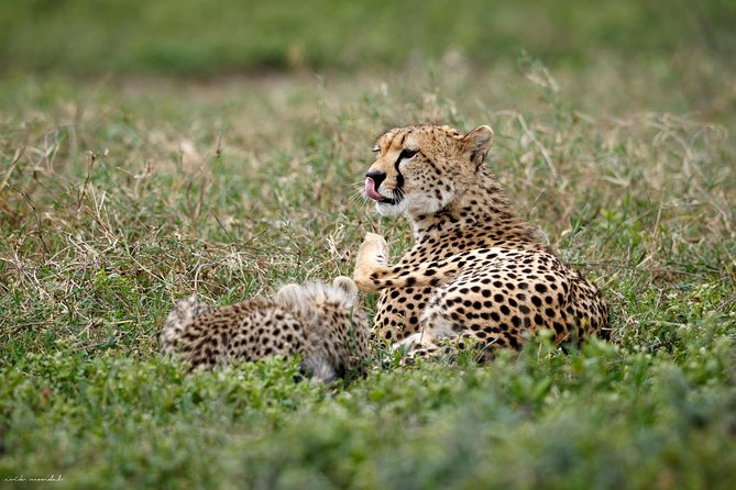 7 Days Tanzania Luxury Safari Experience & Coffee Walking Tour - Why this seven-day route works