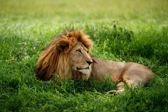 7 Days Tanzania Luxury Safari Experience & Coffee Walking Tour - Day 3: The long road into the Serengeti