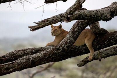 7 Days Tanzania Luxury Safari Experience & Coffee Walking Tour
