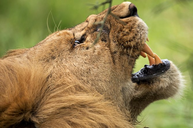7 Days Tanzania Luxury Safari Experience & Coffee Walking Tour - Day 7: Returning to Arusha