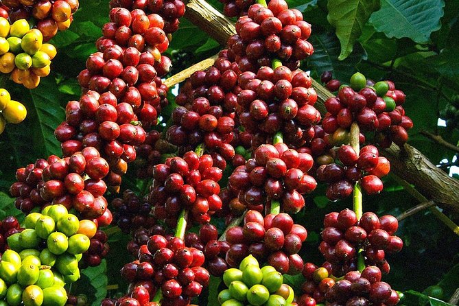 Amazing Coffee full-day tour in Buon Ma Thuot - Daklak - Starting at the Eakmat plant nursery