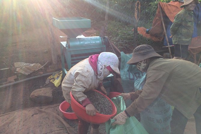 Amazing Coffee full-day tour in Buon Ma Thuot - Daklak - Comparing Arabica, Robusta, and Cherry trees