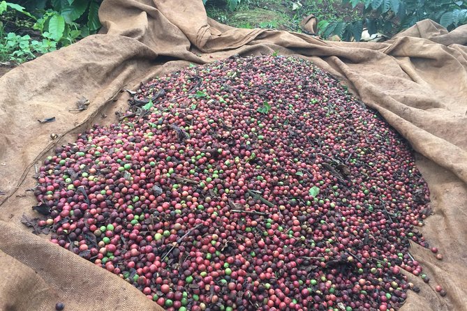 Amazing Coffee full-day tour in Buon Ma Thuot - Daklak - Lunch, transport, and the real value of $86
