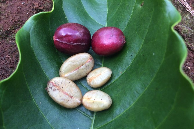 Amazing Coffee full-day tour in Buon Ma Thuot - Daklak - How the timing affects your day
