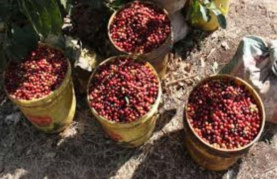 Arusha: Coffee Plantation Tour with Tasting and Hands-On … - Key points to know before booking
