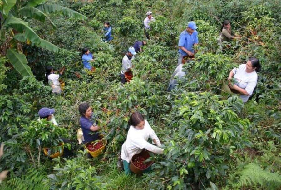 Arusha: Coffee Plantation Tour with Tasting and Hands-On … - Walking among coffee trees and green fields