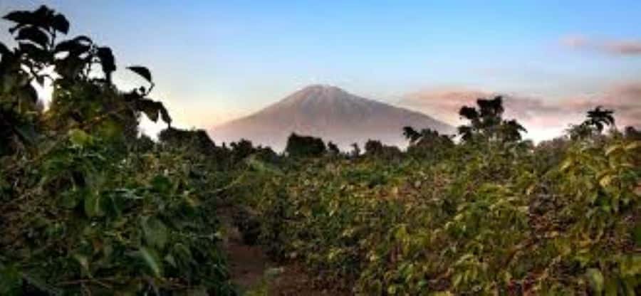 Arusha: Coffee Plantation Tour with Tasting and Hands-On … - Adding the hills and waterfalls