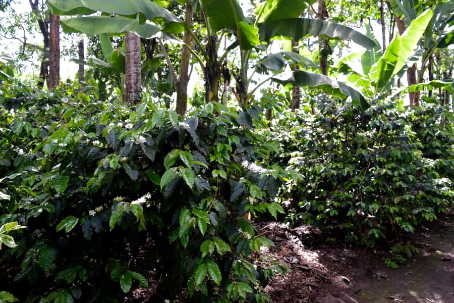Arusha: Coffee Tour - Starting near Lake Duluti