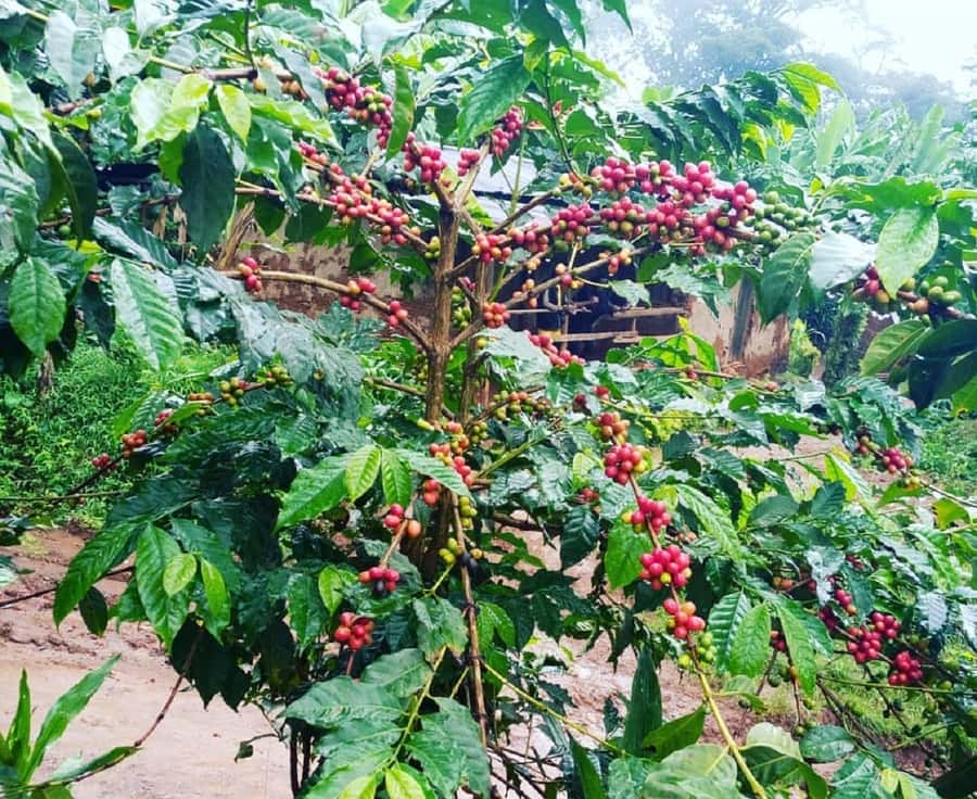 Arusha: Materuni Waterfalls, Coffee, and Hotsprings Tour - A local lunch in Materuni Village