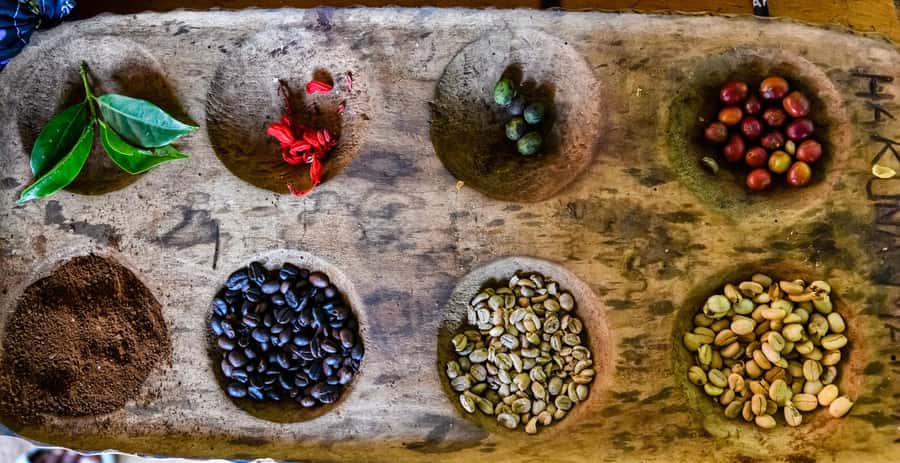 Arusha: Traditional Coffee Preparation(coffee tour) - Starting with Arabica in Arusha