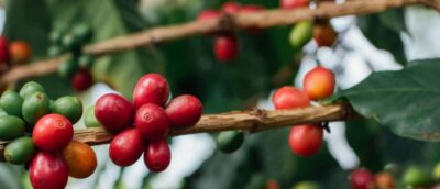 Traditional Coffee Preparation(coffee tour)
