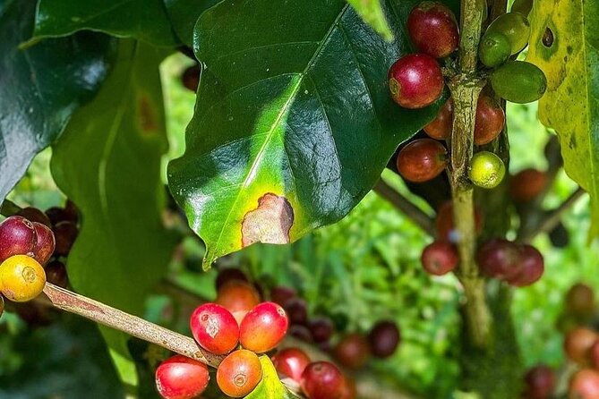 ATV Waterfall & Organic Coffee Farm with Lunch - Organic lunch above the hills near Nosara