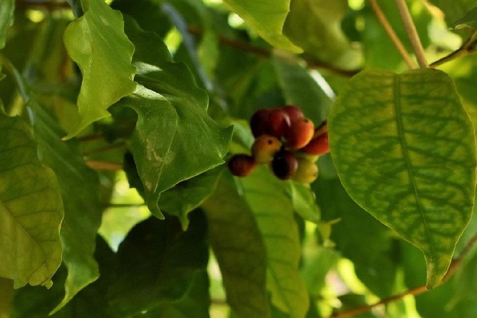 Award Winning Farm Tour: Coffee, Chocolate and Unique Gifts - Tasting coffee and chocolate on the property
