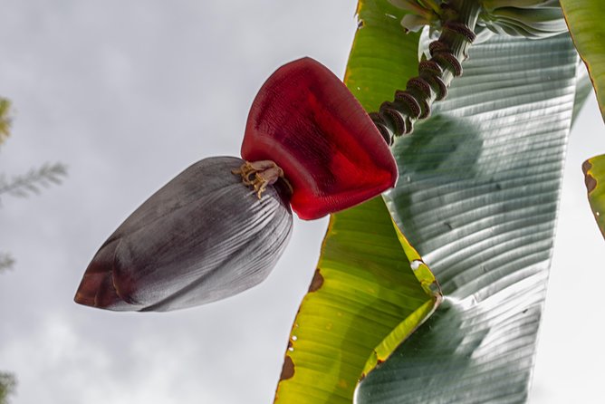 Award Winning Farm Tour: Coffee, Chocolate and Unique Gifts - The gift shop can change the value equation