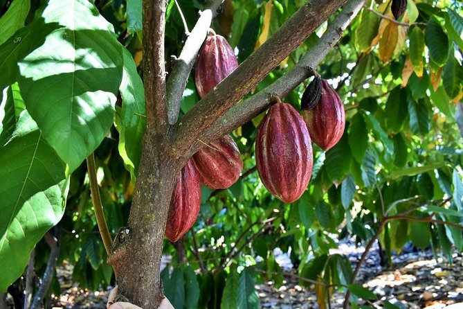 Award Winning Farm Tour: Coffee, Chocolate and Unique Gifts - Picking the right day and planning the booking