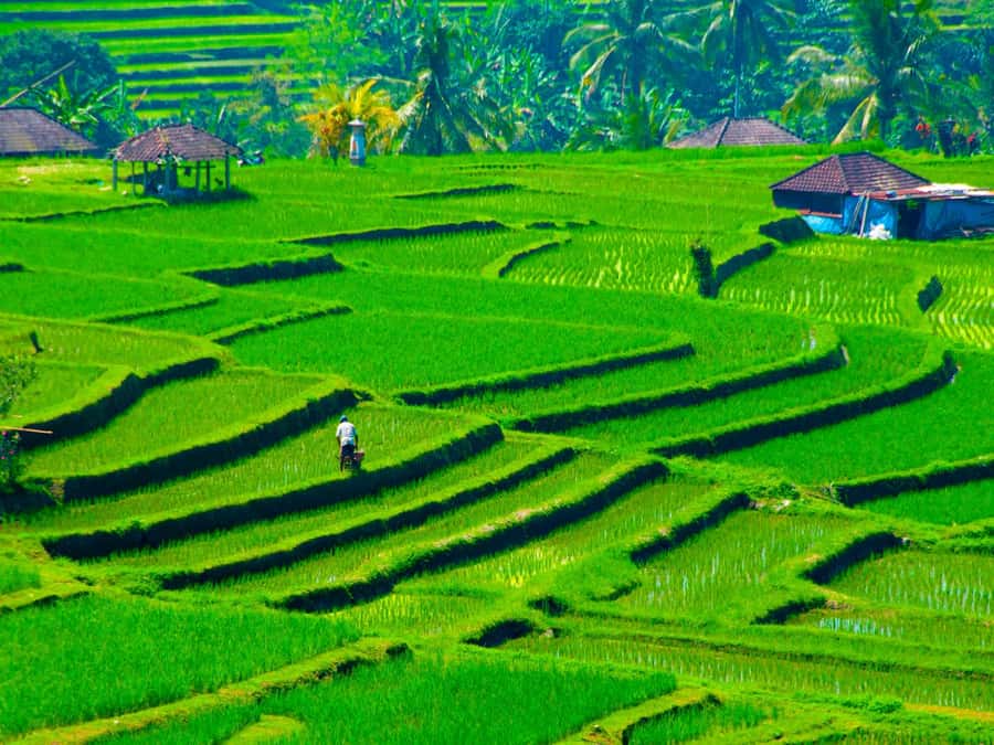 Bali: Jatiluwih Rice Terraces, Sangeh Forest & Coffee Tour - Jatiluwih’s rice terraces and walking paths