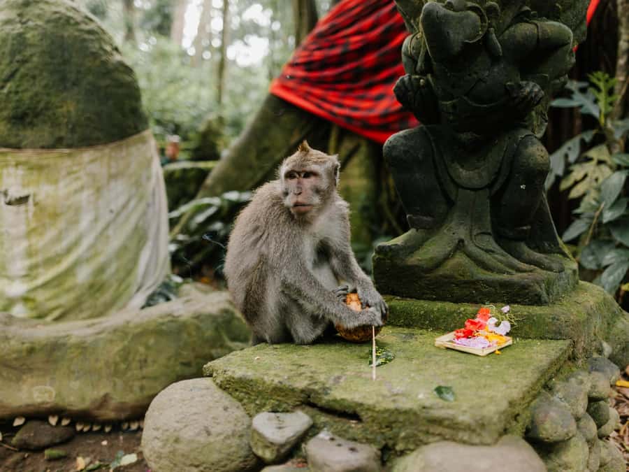 Bali: Jatiluwih Rice Terraces, Sangeh Forest & Coffee Tour - What to bring and what to expect