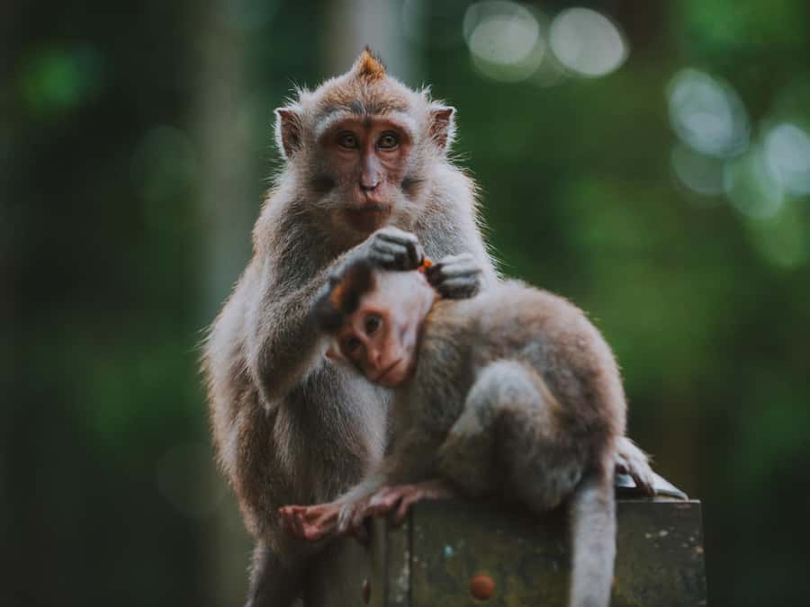 Bali: Jatiluwih Rice Terraces, Sangeh Forest & Coffee Tour - Who should book this Bali tour?
