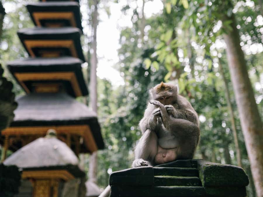 Bali: Jatiluwih Rice Terraces, Sangeh Forest & Coffee Tour - Should you book it?