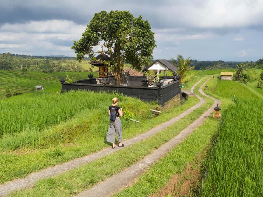 Bali: Jatiluwih Rice Terraces, Sangeh Forest & Coffee Tour - Sangeh Forest and its macaque residents