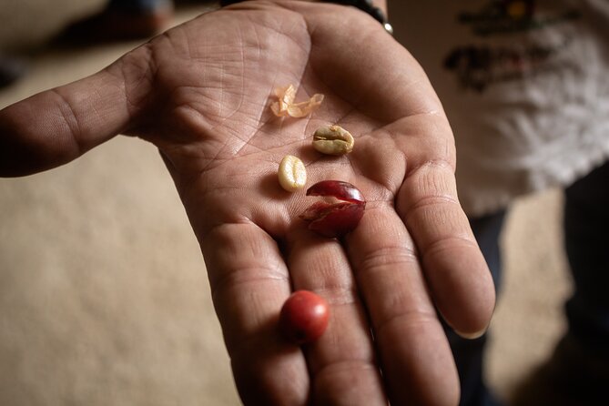 Best Coffee Tour from Medellin with Lunch and Transportation - Is $79.99 a fair price?