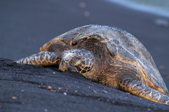 Big Island Highlights: Coffee, Volcano, Black Sands & Waterfall - Punaluʻu Black Sand Beach and the search for honu
