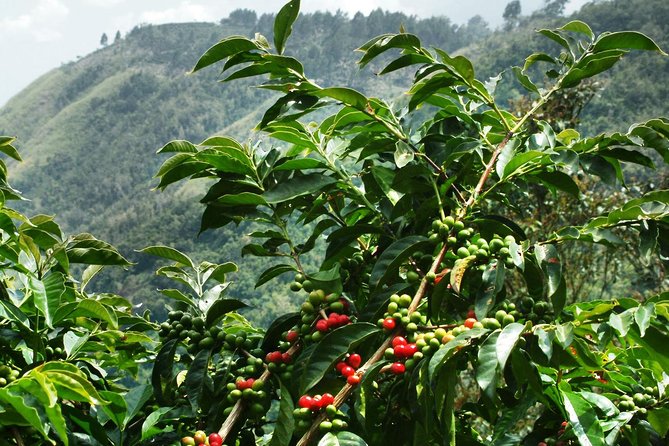 Blue Mountain Coffee and Sightseeing Tour - Key points to know before booking