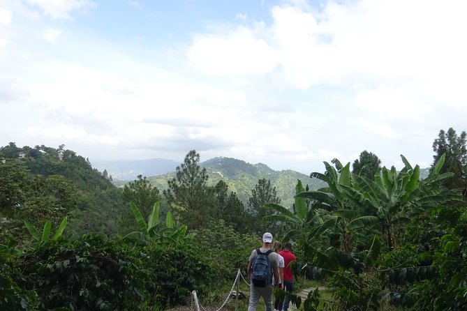 Blue Mountain Coffee and Sightseeing Tour - Who will get the most from this outing