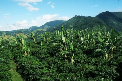Blue Mountain Coffee, Bob Marley and Art Tour from Montego Bay