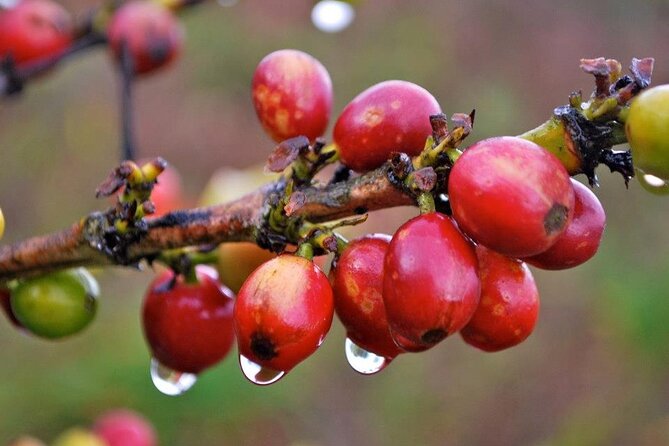 Blue Mountain Coffee, Bob Marley and Art Tour from Montego Bay - Craighton Estate and the Blue Mountain coffee lesson