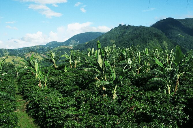 Blue Mountain Coffee, Bob Marley and Art Tour from Montego Bay - Bob Marley Museum: the Kingston stop with the clearest focus
