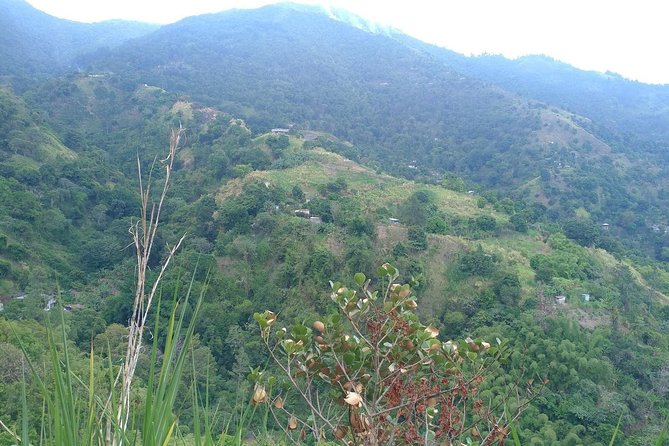 Blue Mountains Coffee Private Tour from Kingston - Coffee tasting, local instruction, and rum cake