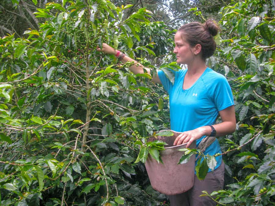 Bogotá: Guided Coffee Tour with Lunch, and Pickup & Drop-Off - From Bogotá to the Coffee Country