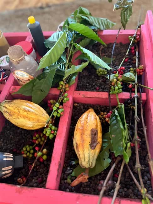 Buggy Tour in Punta Cana: Mamajuana - Coffee - Swimming in Cenote and Macao Beach - Key points to know before you book