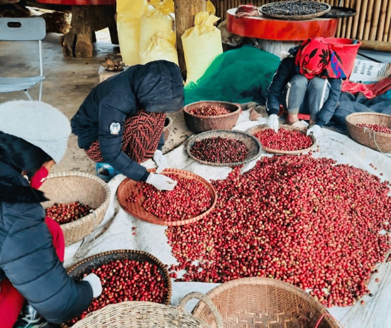 Buon Ma Thuot: Bean to Brew Coffee Farm Tour with Tasting - From coffee cherry to bean with wet-dry processing