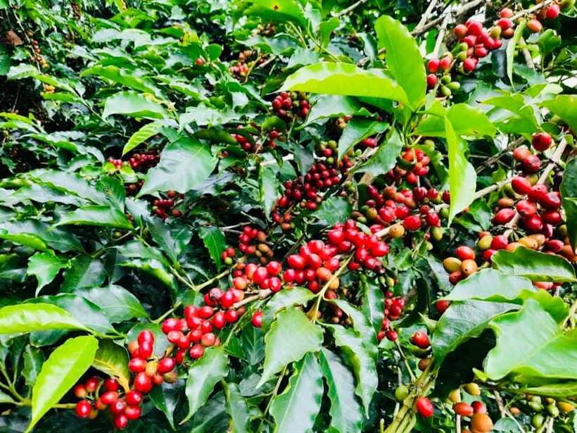 Buon Ma Thuot: Bean to Brew Coffee Farm Tour with Tasting - What the $18 price really covers