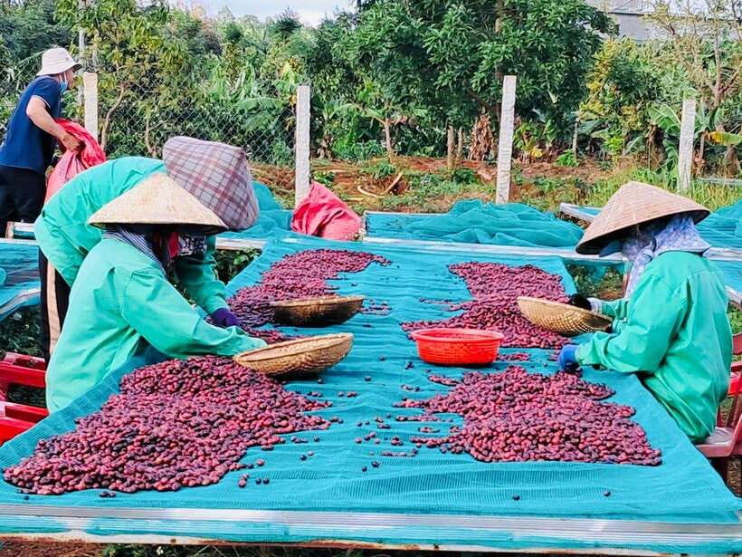 Buon Ma Thuot: Bean to Brew Coffee Farm Tour with Tasting - Who will get the most from this farm visit