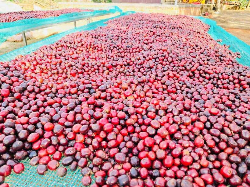 Buon Ma Thuot: Bean to Brew Coffee Farm Tour with Tasting - Simple ways to prepare