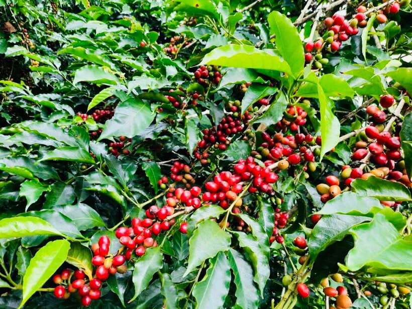 Buon Ma Thuot: Bean to Brew Coffee Farm Tour with Tasting - Walking through Robusta and Arabica coffee trees
