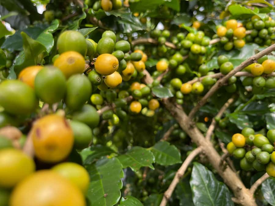 Buon Ma Thuot: Coffee Farm Tour (Bean to Brew) with Pickup - Why coffee makes sense here