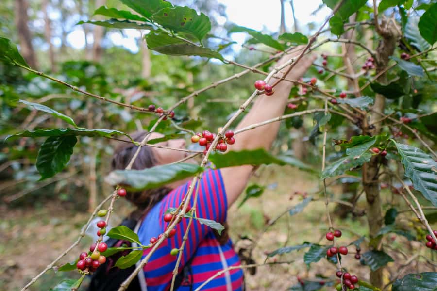 Chiang Mai Coffee Full Day Tour: Trek, Brew & Roast Journey. - A coffee day that starts in the mountains