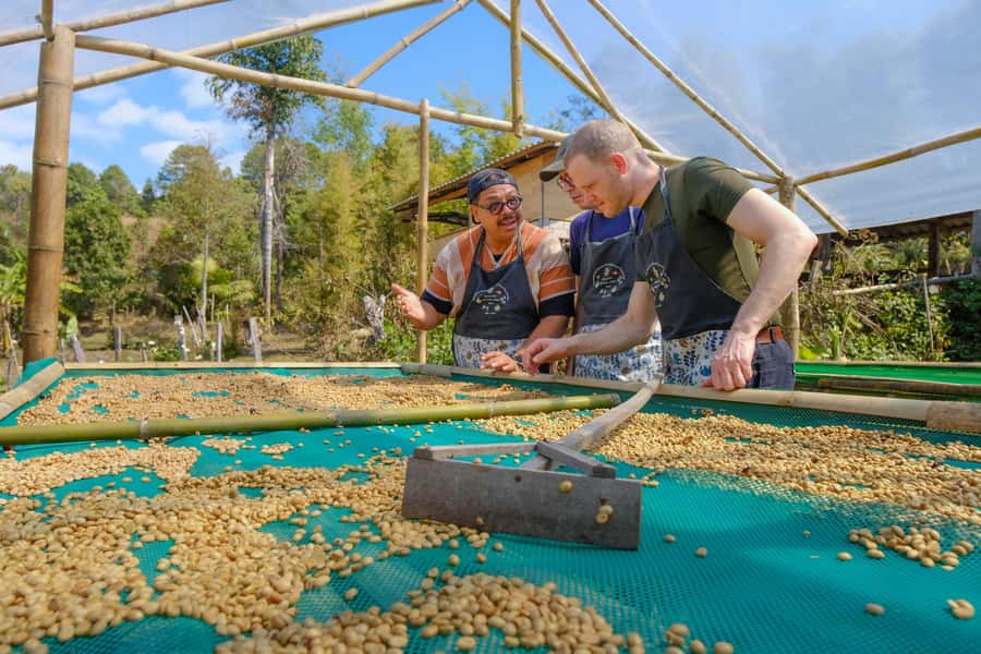 Chiang Mai Coffee Full Day Tour: Trek, Brew & Roast Journey. - Roasting your own Thai arabica