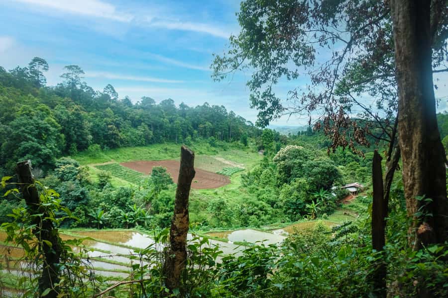 Chiang Mai Coffee Full Day Tour: Trek, Brew & Roast Journey. - The V60 lesson and the final cup